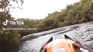 Animal grande