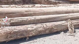 Log Point