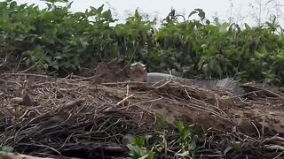 A natureza viva