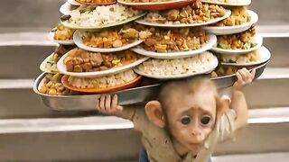 Monkey serving food