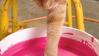 The Cat Fell Into Pink Paint