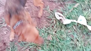 Meus cachorros