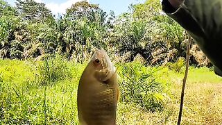 Mancing mania 7
