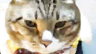 The lovely cat in their model costume.
