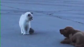 Mission impassible CAT