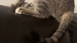 Squared up with my friends cat, I think she got annoyed