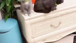 Cute kitten
