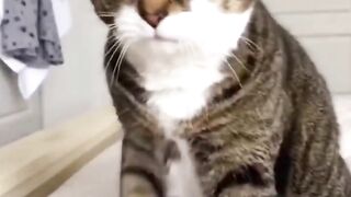 Funny Cat Fails | Try Not To Laugh!!