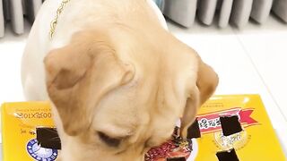 Smart or demanding dog