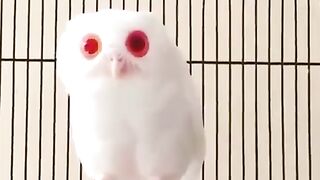 owl | unique white owl | subscribe