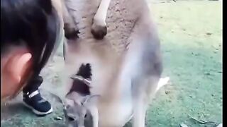 funny video