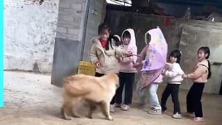 Interesting! The dog plays with the kids ????