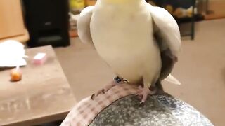 funny parrot talking | parrot funny videos | subscribe