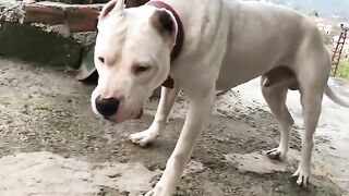 8_Most_Strongest_Dangerous_and_Fearless_Dog_Breeds_In_Hindi_Urdu___Largest_Dog_Breeds___Pet_dogs_.(360p).