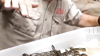 Most dangerous anaconda babies