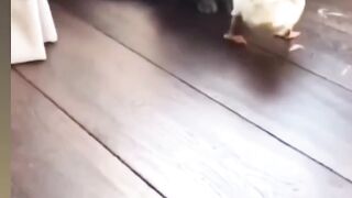 Cats and  chicken