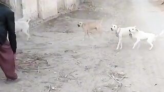 Funny video
