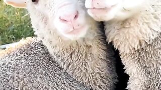 Baby sheeps