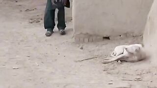 Funny video