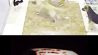 The cat showed who is who????