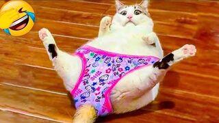 The funniest videos with cats 2022 ???? part 5