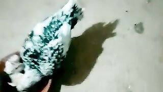 Aseel chick