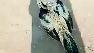Aseel  murga khubsurat janwar