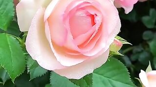 Beautiful Flowers Video