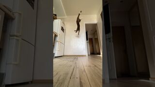 Cat stuntman