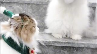 Cat cat