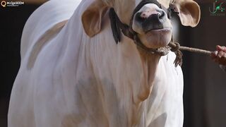 THE BIGGEST BRAHMAN BULL OF PAKISTAN FOR THE SEASON 2022 ❤️❤️