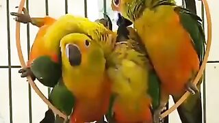 parrot videos | funny videos | subscribe