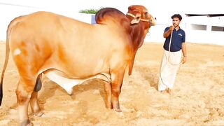 HUGE BRAHMAN BULL AGE 19 MONTHS || BIGGEST BULLS IN PAKISTAN || FUTURE BRAHMAN BULL