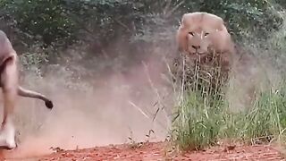 Viral King of animals