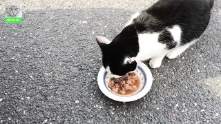 CUTE CAT EATING AND SLEEPING AMD PLAYING IN PARK