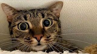 The funniest animals / Pranks with cats and dogs 2023
