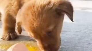 Cute Dog ????????