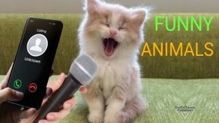 The funniest video about cute animals. Try not to laugh