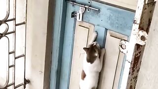 Cute cat#funnyanimals