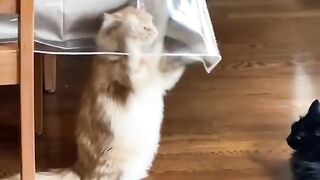 Funny animals #1