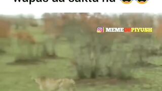 Funny video