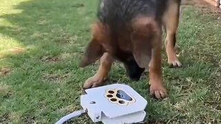 Watch intelligent Dog