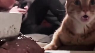 funny video short 1