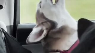 #funny #foryou #funny_video046 #memes #comedyvideo #comedyscen #viral_video #viral #like #follow?