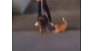 Cat with Kung Fu ????