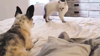 Cat ????