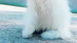 My cute cat video