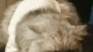 Sleeping Cat