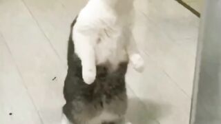 Naughty Cat Making love affair