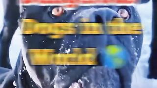 Top 10 Most Dangerous dogs in this world ????????